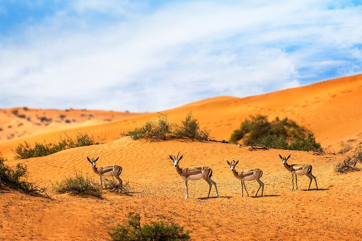 Experience the serene beauty of the desert as you encounter Desert Gazelles amidst stunning golden sands offering a unique glimpse into Dubai's dynamic wildlife and breathtaking landscapes.
